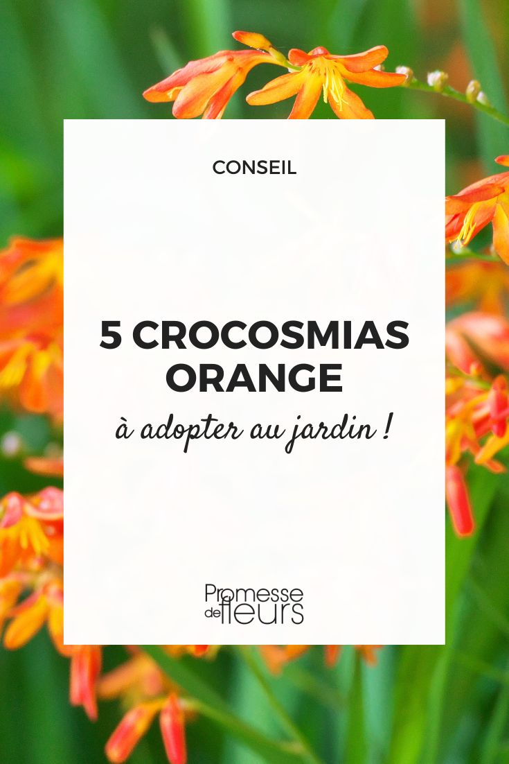 Crocosmia orange : 5 variétés à adopter au jardin