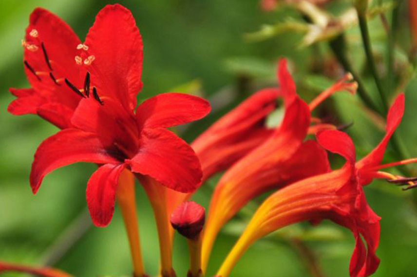 Crocosmias orange