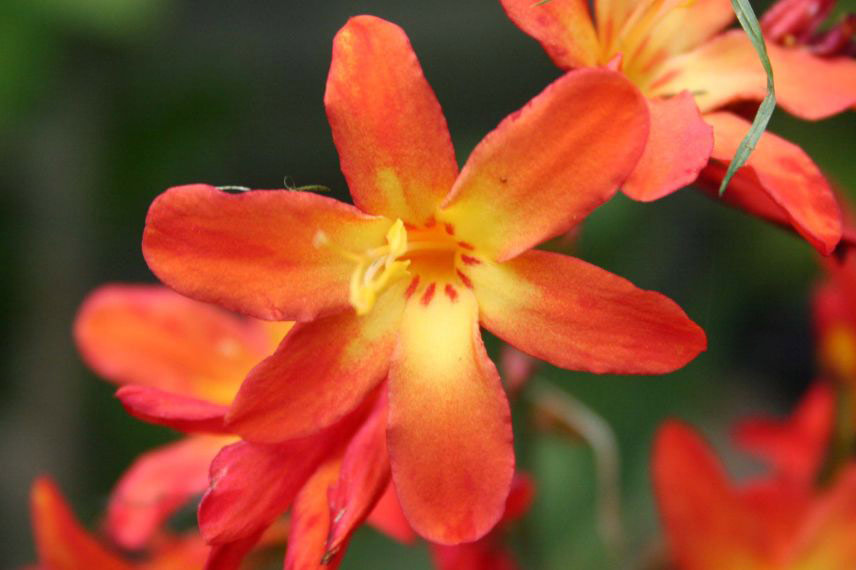 Crocosmias orange