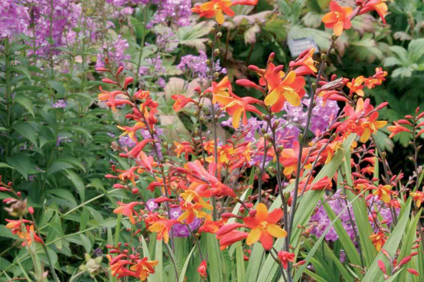 Crocosmias orange