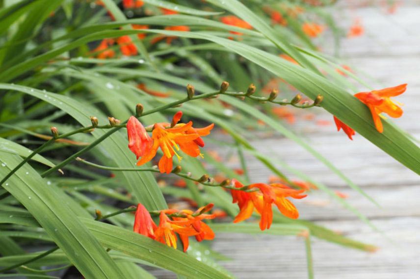 Crocosmias orange