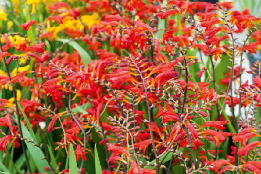 Crocosmias orange