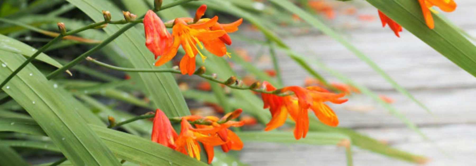 5 Crocosmias orange à découvrir