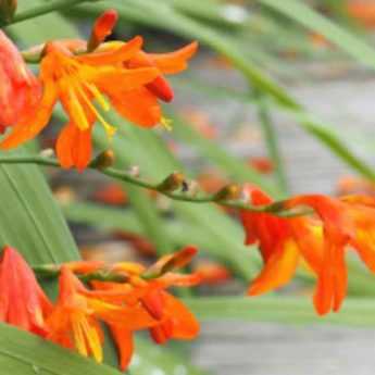 5 Crocosmias orange à découvrir