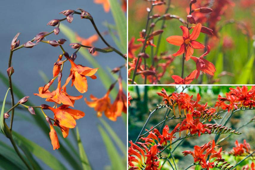 Comment cultiver les Crocosmias en pot