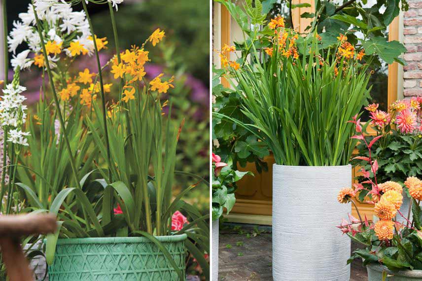 Comment cultiver les Crocosmias en pot