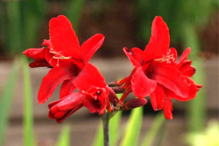 crocosmia montbrétia rouge 