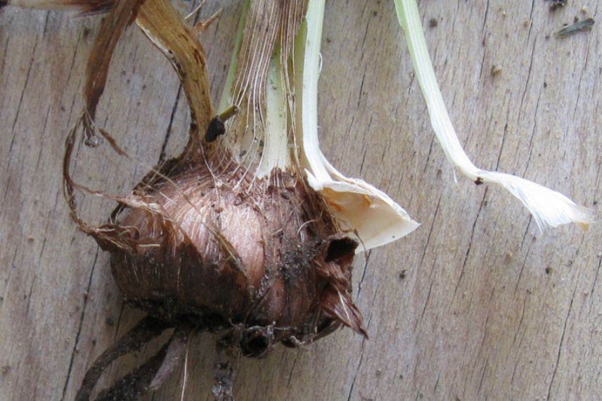 Comment cultiver les Crocosmias en pot