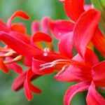 5 Crocosmias rouges qu’il faut avoir dans son jardin