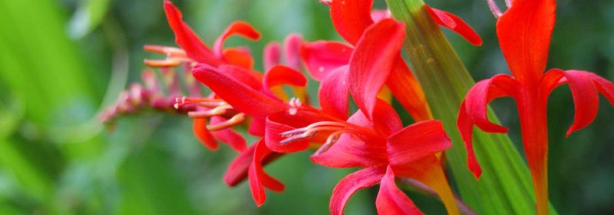 5 Crocosmias rouges qu’il faut avoir dans son jardin