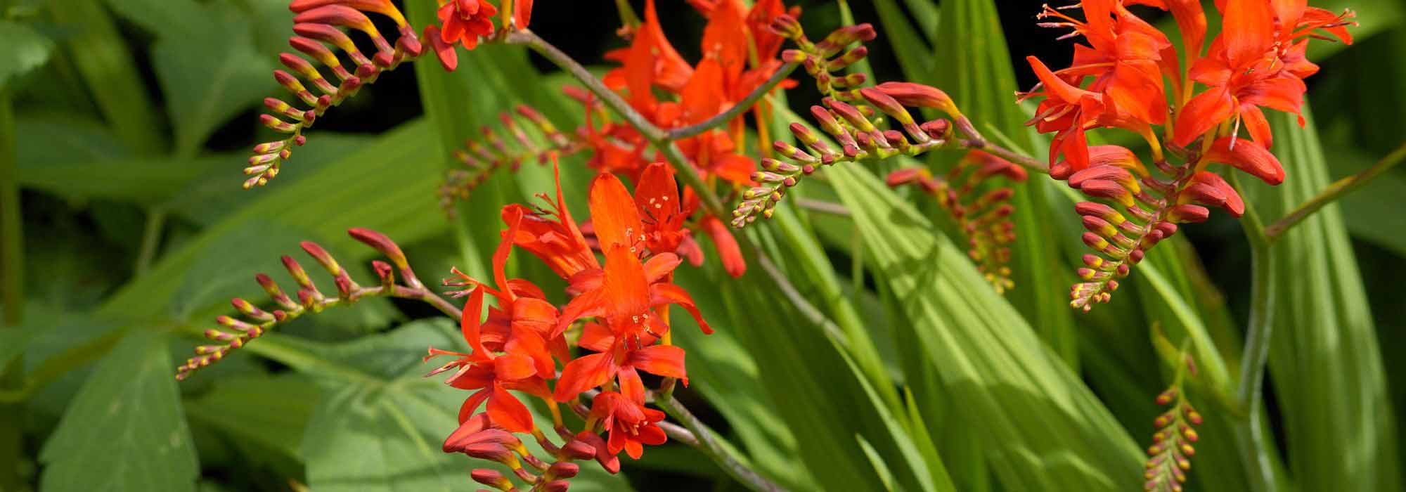 Comment cultiver les Crocosmias en pot ?