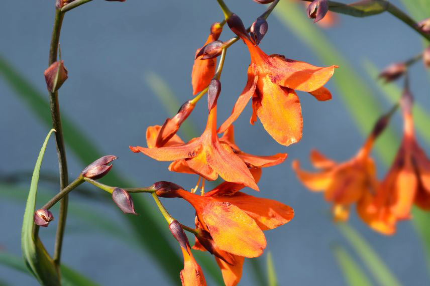 Crocosmias : les 6 plus belles variétés