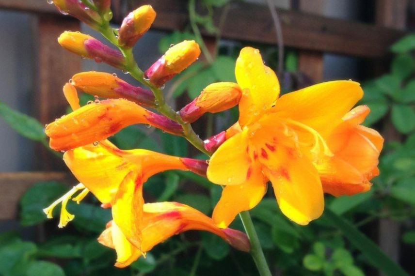 Crocosmias : les 6 plus belles variétés