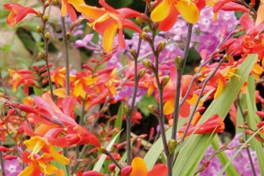 Crocosmias : les 6 plus belles variétés