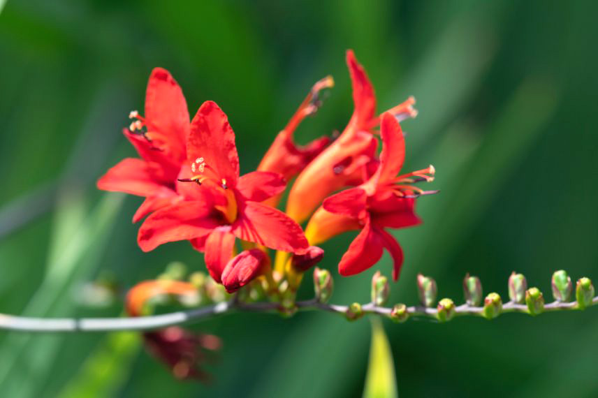 Crocosmias : les 6 plus belles variétés