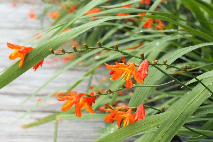 Crocosmias : les 6 plus belles variétés