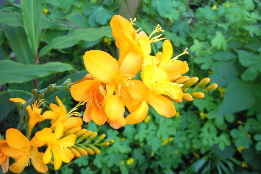 Crocosmias : les 6 plus belles variétés