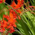 Crocosmias : les 6 plus belles variétés