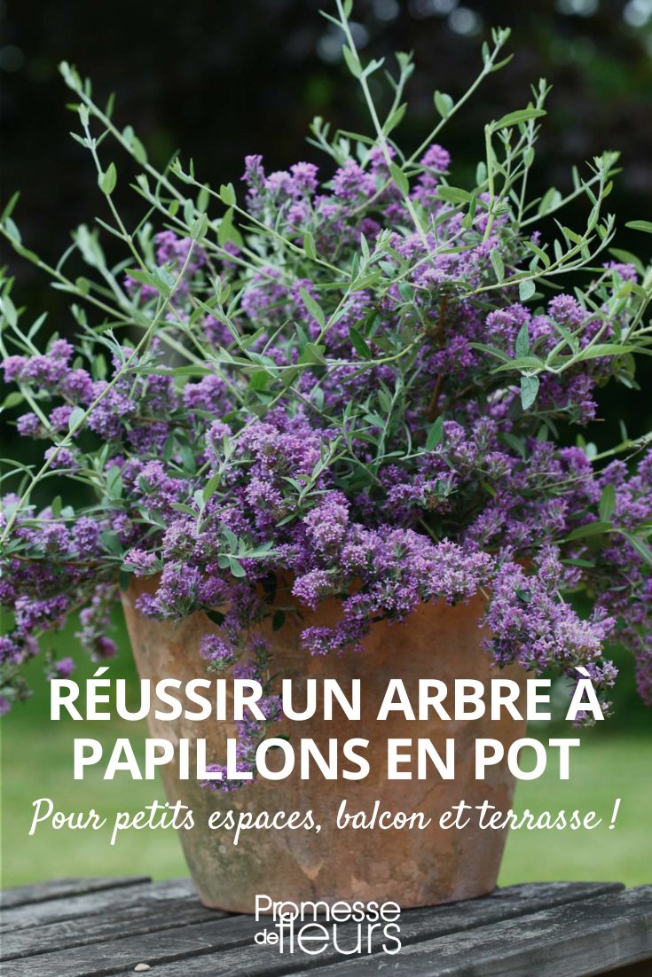 cultiver arbre a papillon en pot