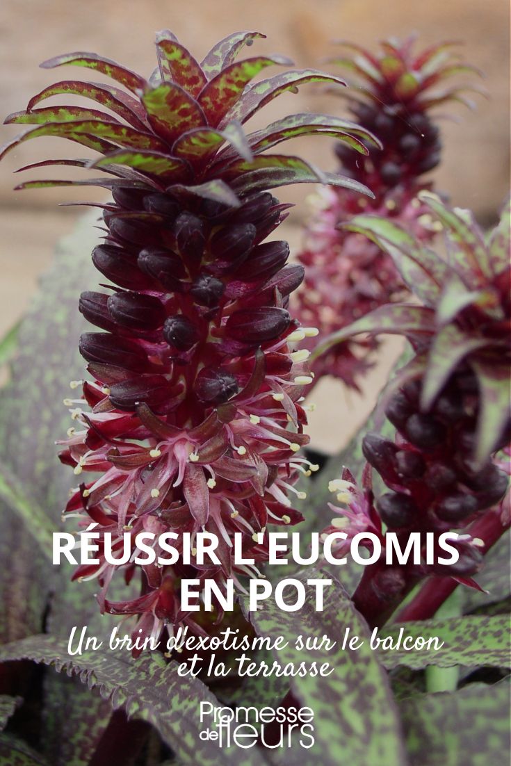 conseils pour cultiver un eucomis en pot