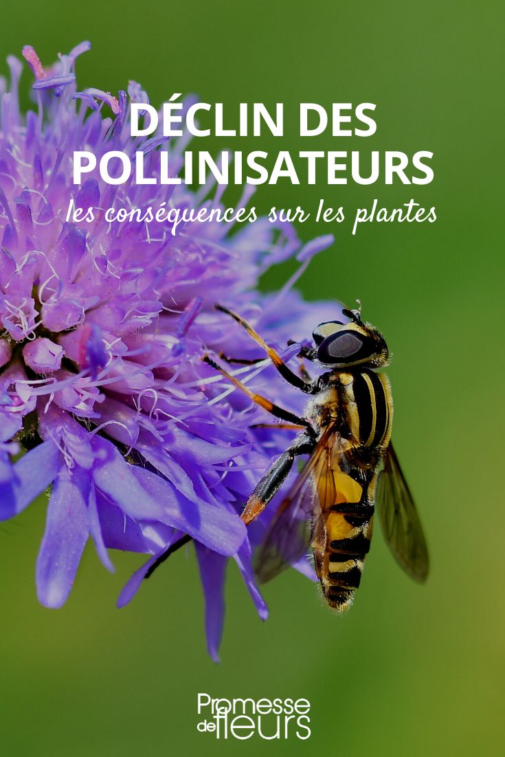 déclin pollinisateurs
