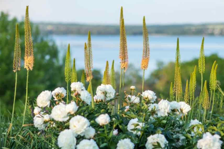 idees association eremurus, associer lis des steppes, idees lis des steppes, lys des steppes massif jardin