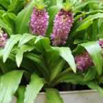 Cultiver l’Eucomis en pot