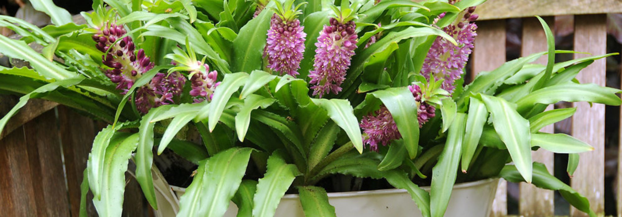 Cultiver l’Eucomis en pot