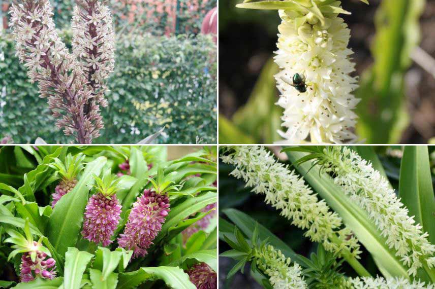 Cultiver l’Eucomis en pot