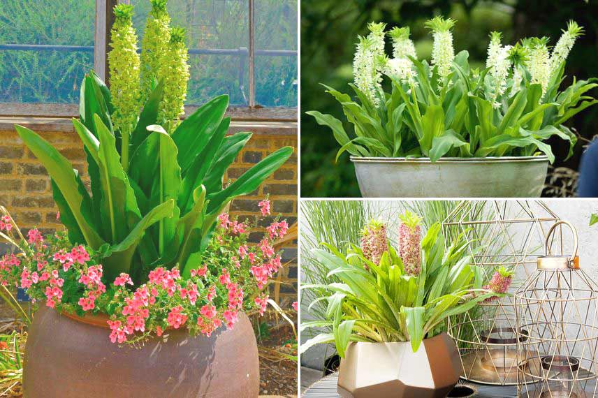 Cultiver l’Eucomis en pot