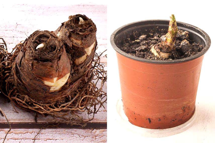 Cultiver l’Eucomis en pot