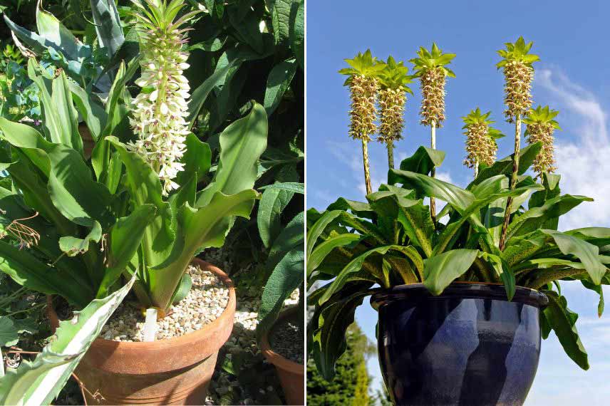 Cultiver l’Eucomis en pot