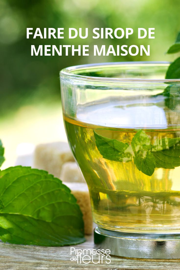 recette sirop de menthe maison - Amour de cuisine