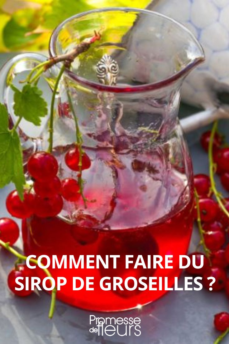 faire sirop groseilles