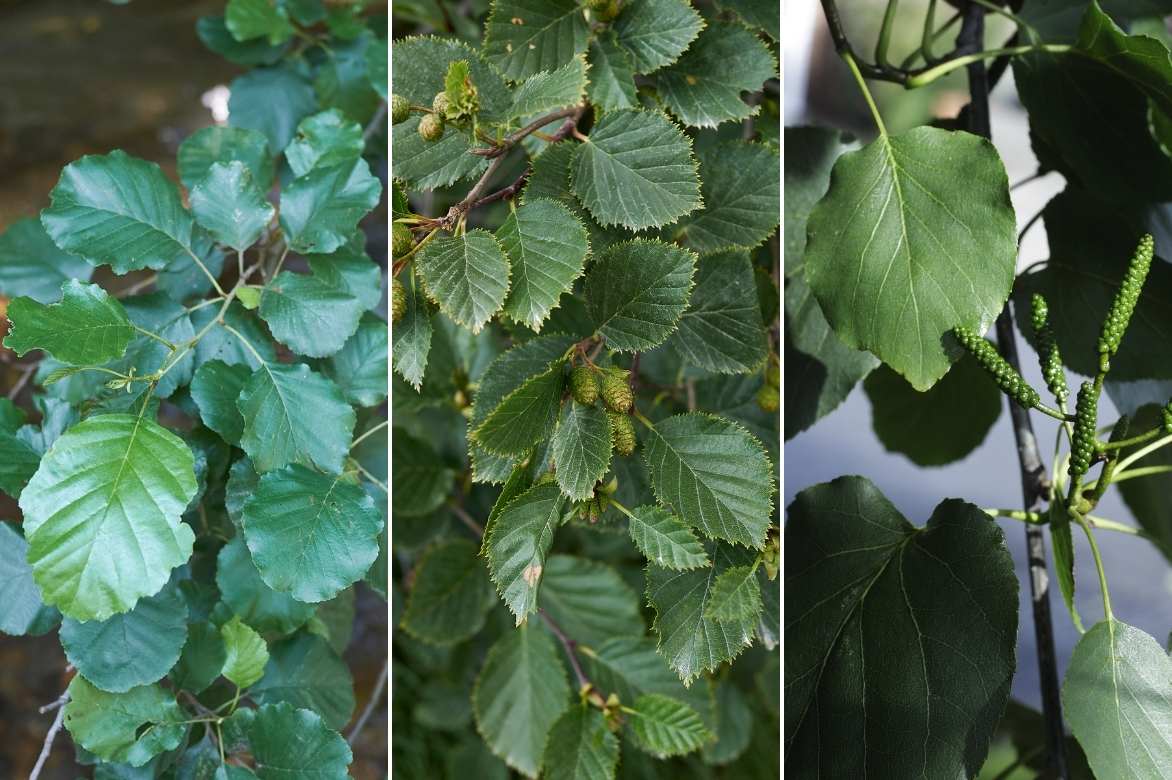 Aulne, alnus, arbre sol humide, arbre sol lourd, arbre indigene, arbre fôret