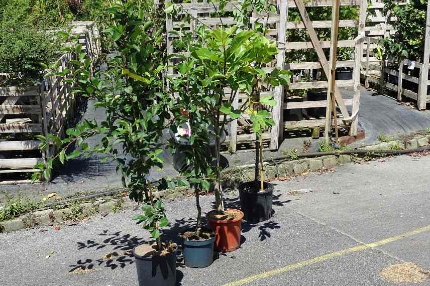 Plantation d'un arbre fruitier acheté en conteneur