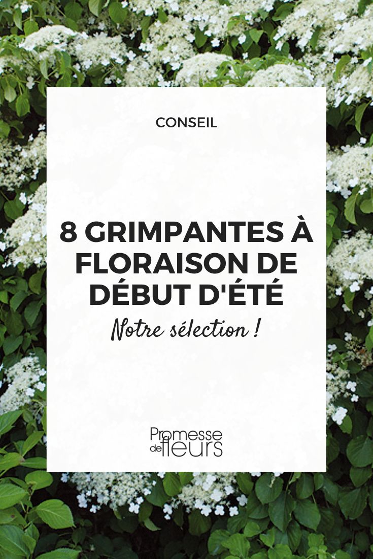 grimpantes a floraison de debut d'ete