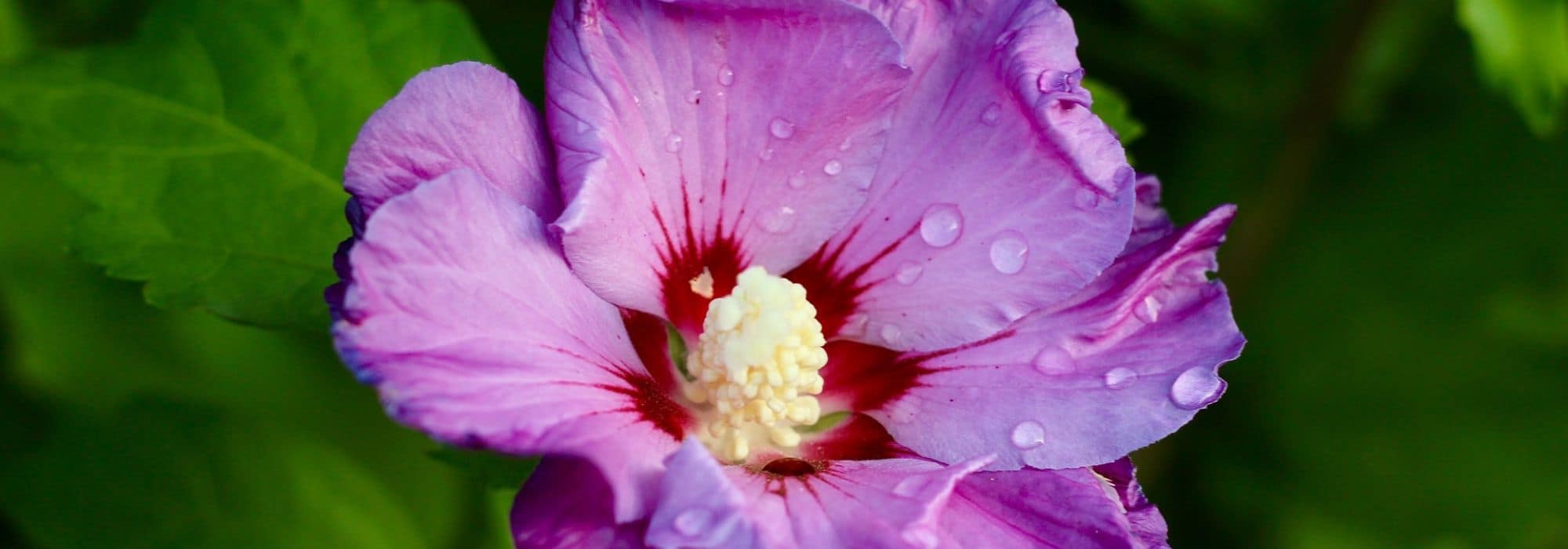 Arthémisia Topping : Fleurs d'hibiscus séchées