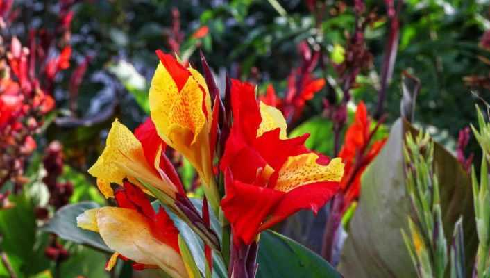 Canna : les plus belles variétés