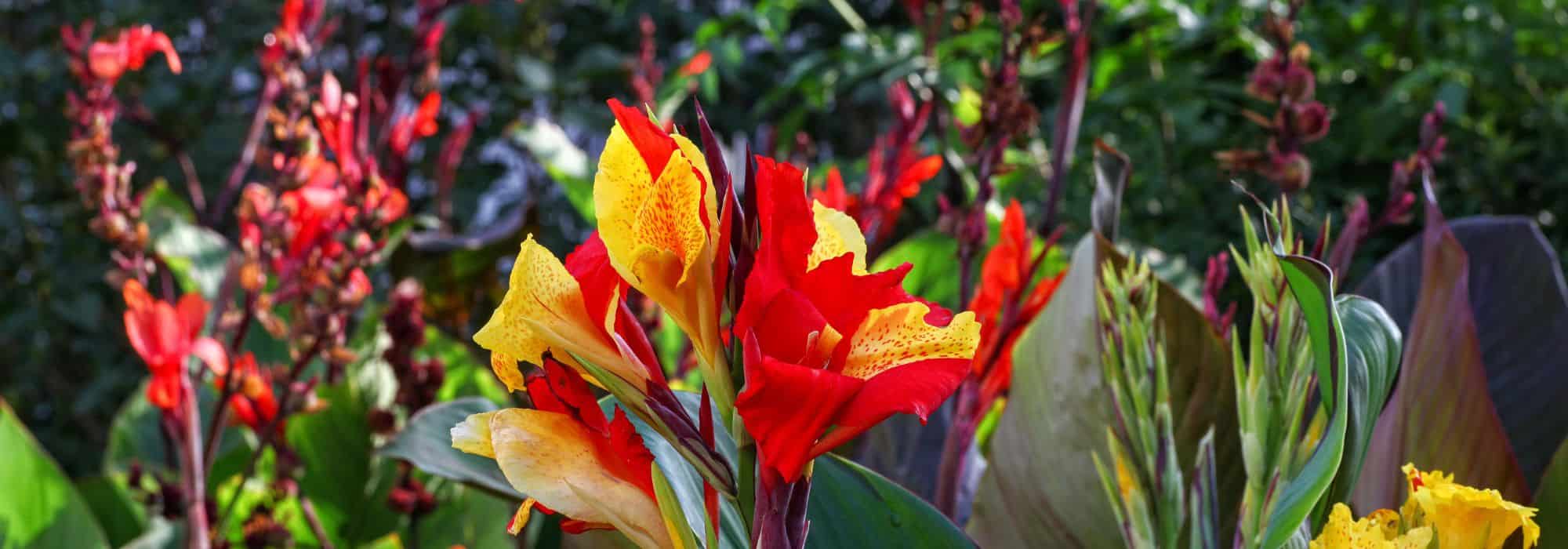 Canna : les plus belles variétés