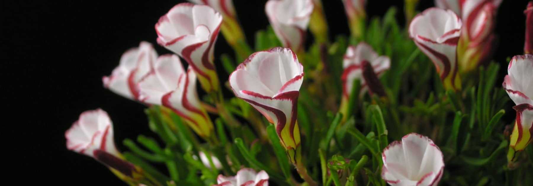 Oxalis : les plus belles variétés