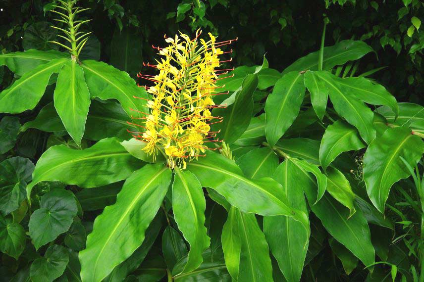 Cultiver l’Hedychium en pot