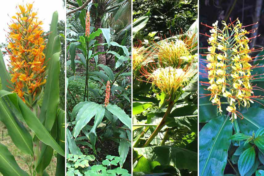 Cultiver l’Hedychium en pot