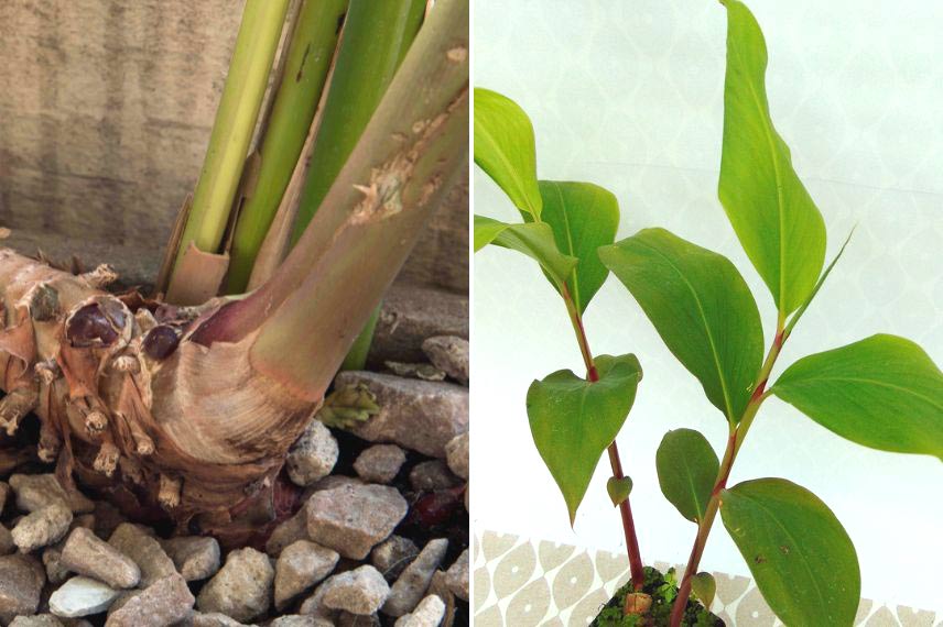 Cultiver l’Hedychium en pot