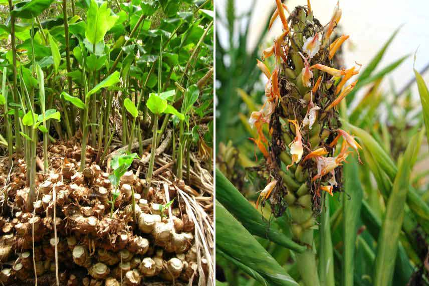 Cultiver l’Hedychium en pot