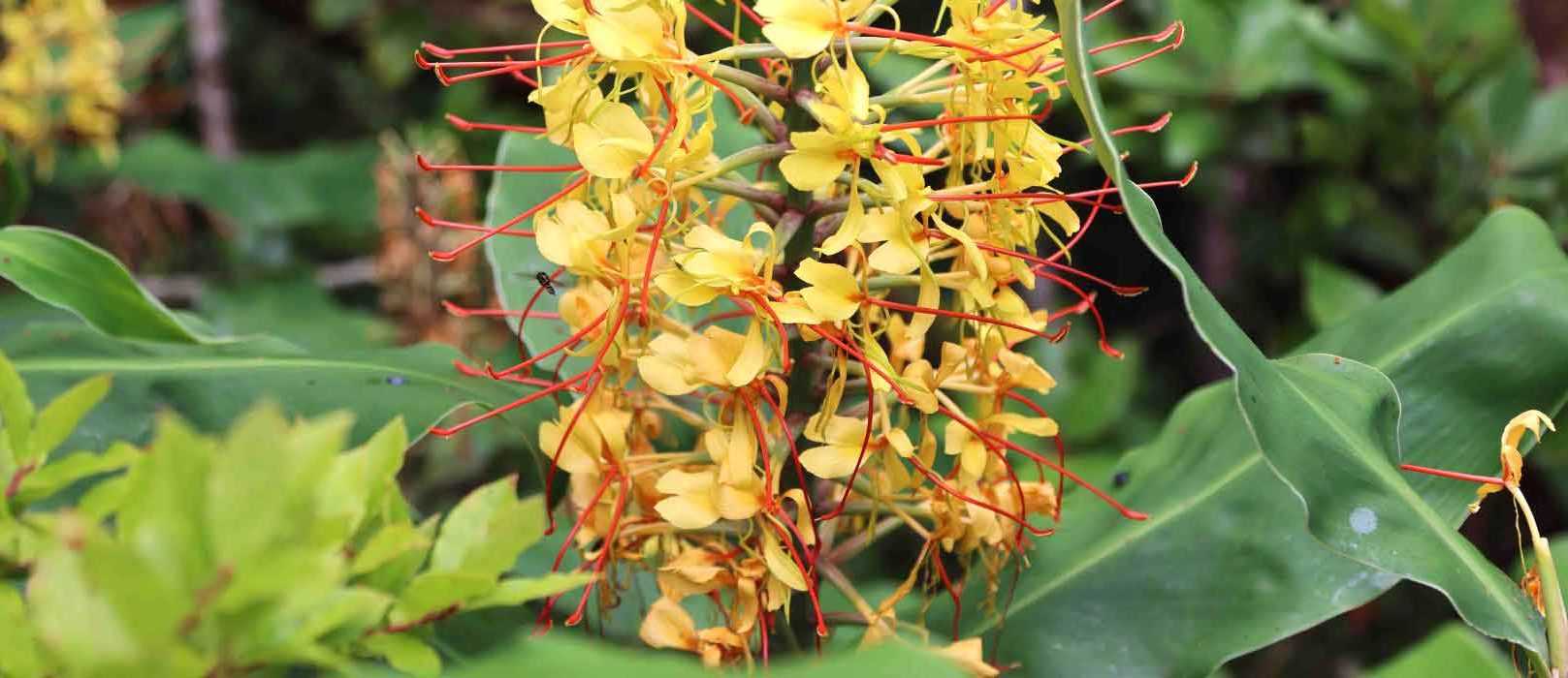 Cultiver l’Hedychium en pot