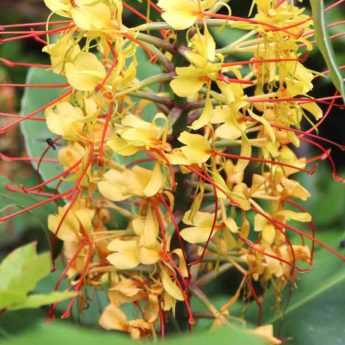 Cultiver l’Hedychium en pot