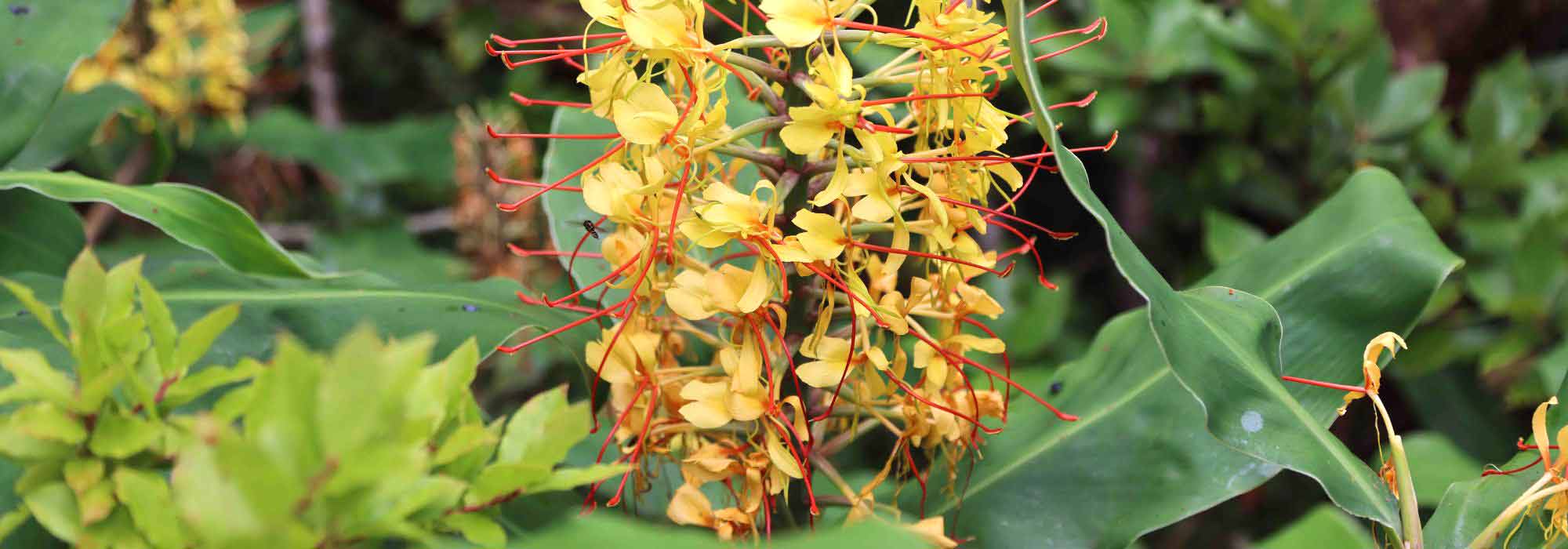 Cultiver l’Hedychium en pot