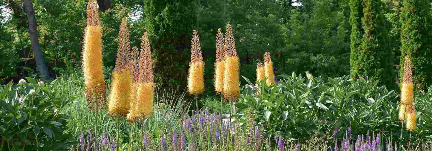 6 idées pour associer les Eremurus