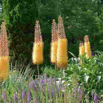 6 idées pour associer les Eremurus